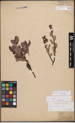 Salix bicolor Ehrh. ex Willd.